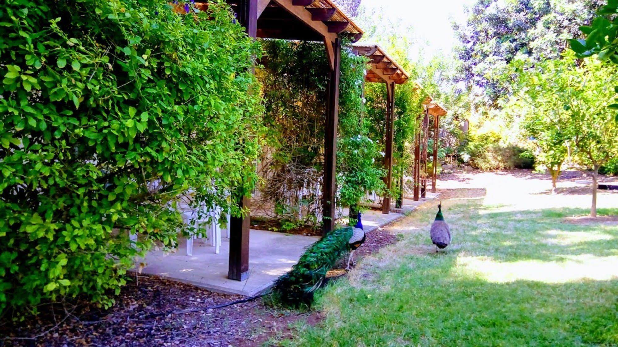 Kibbutz Tiratzvi - Country Lodging Tirat Zevi Экстерьер фото